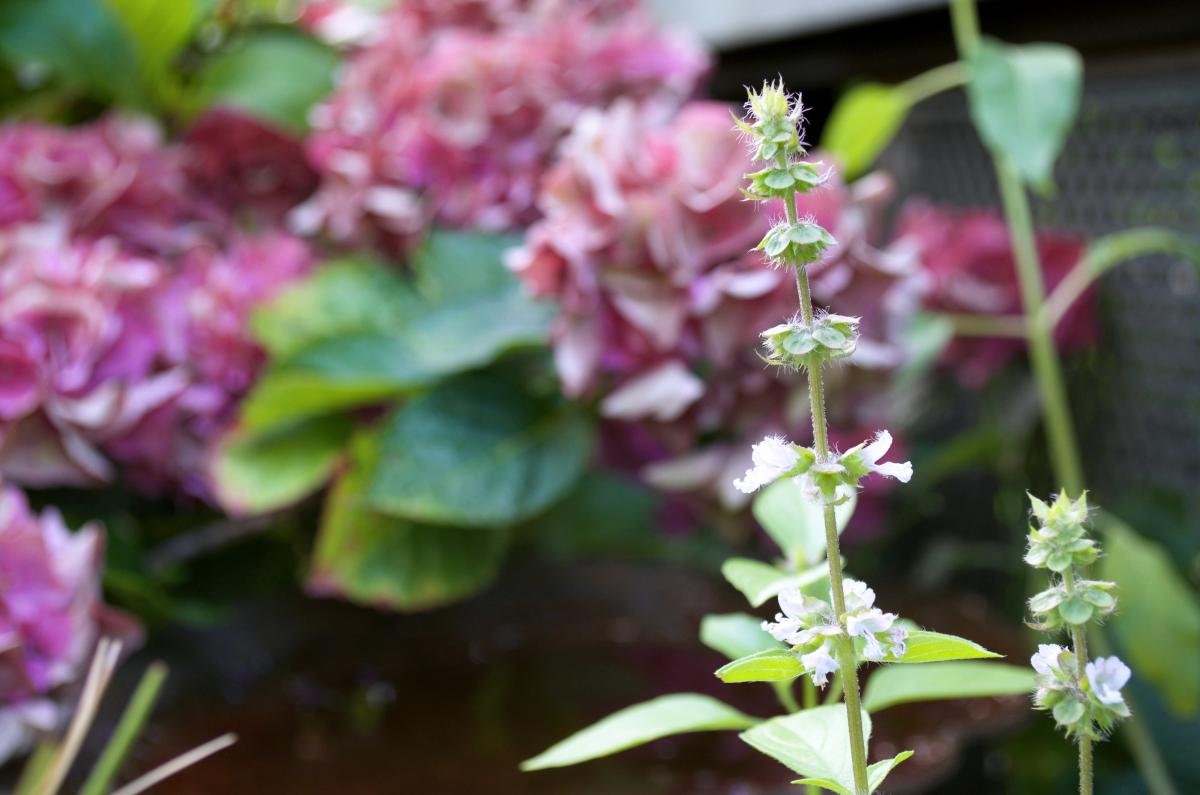 YOKGartenJuli Zitronenbasilikumbluete