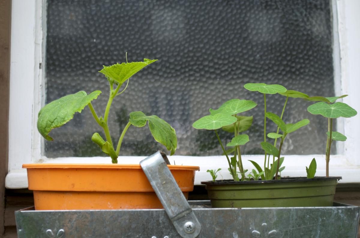 YOKGartenMai16 Badfensterbrett