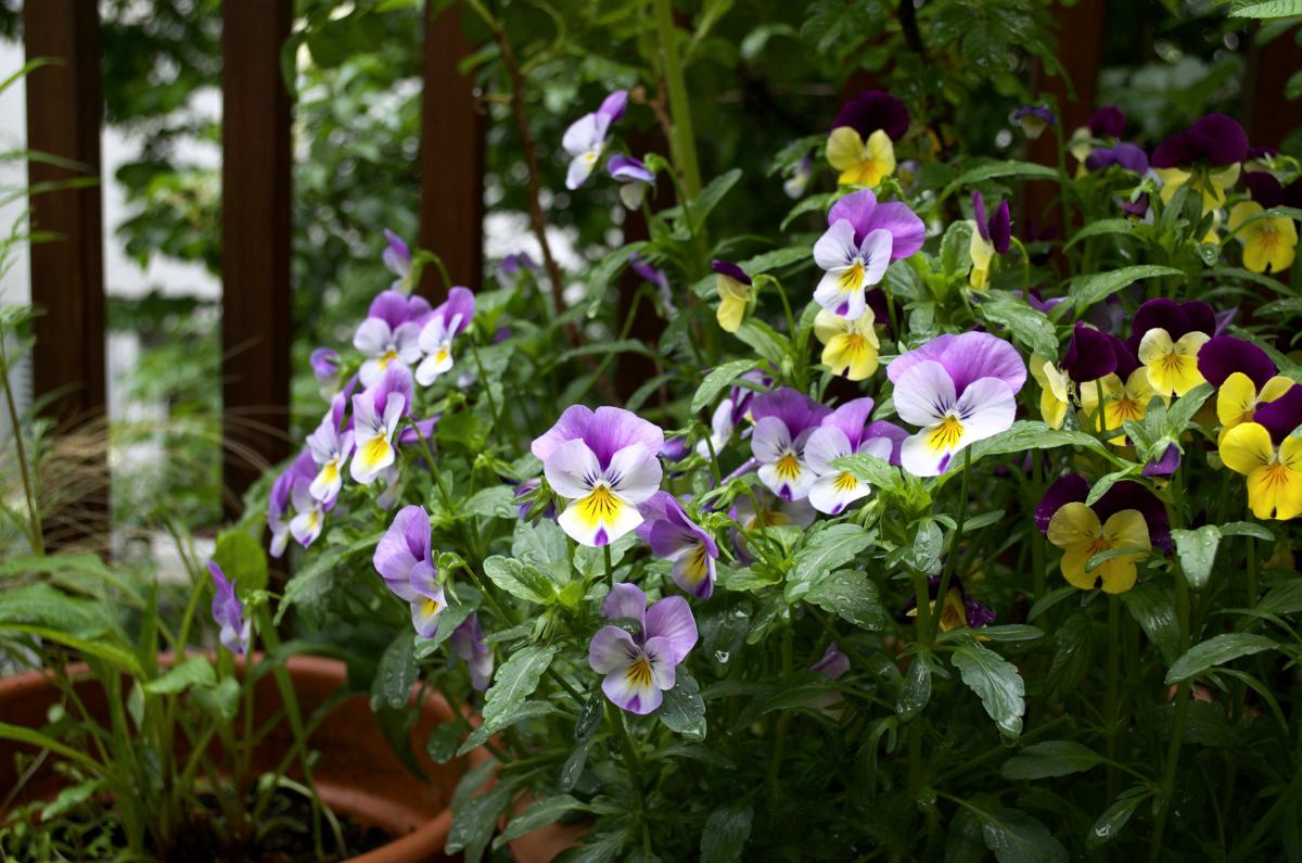 YOKGartenMai16 Hornveilchen