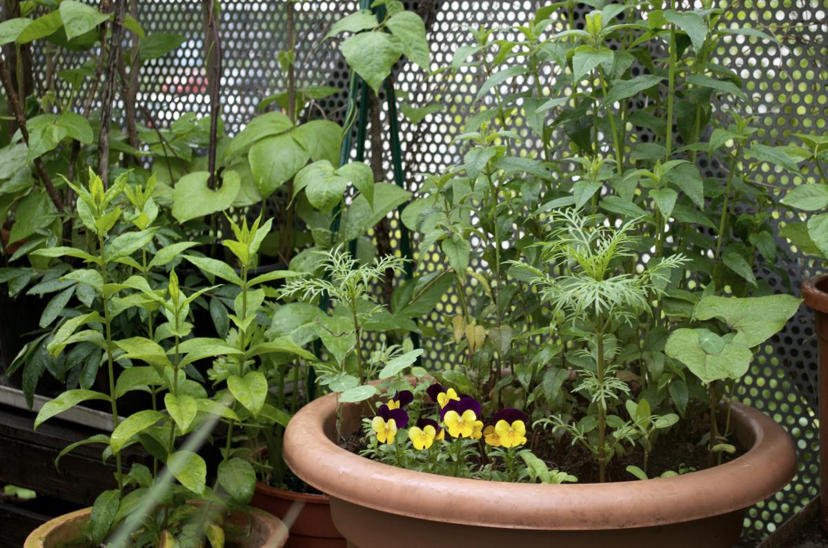 YOKGartenMai16 Indianernessel