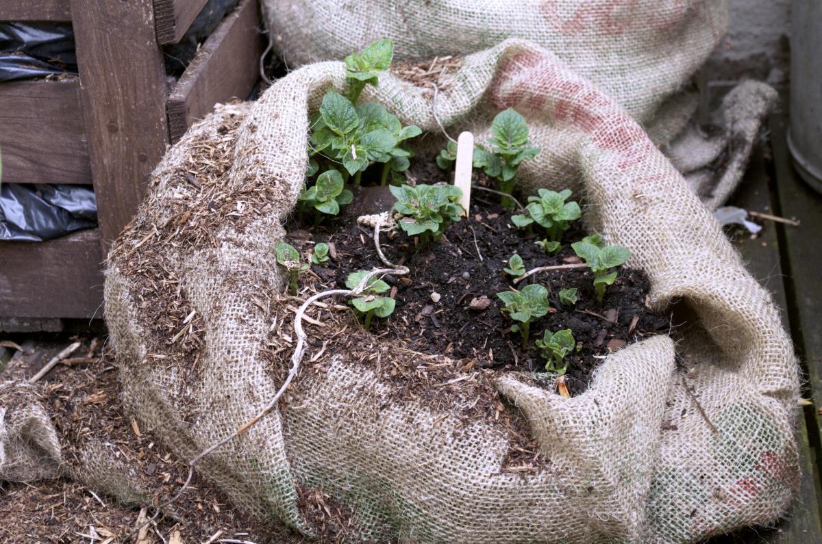 YOKGartenMai16 Kartoffeln