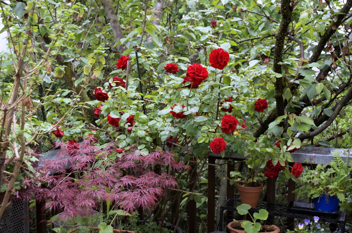 YOKGartenMai16 Kletterrose