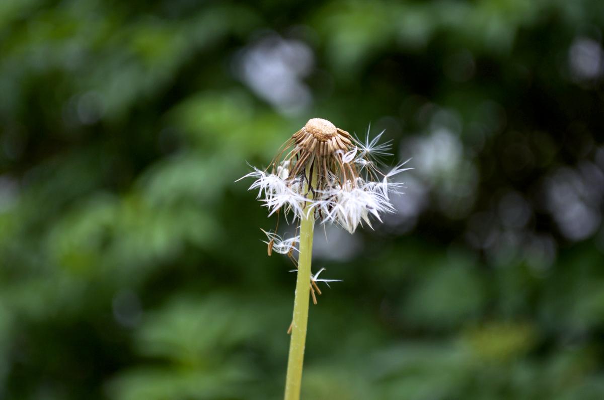 YOKGartenMai16 Loewenzahn
