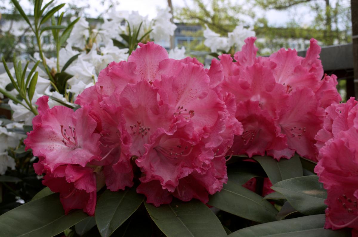 YOKGartenMai16 Rhododendron