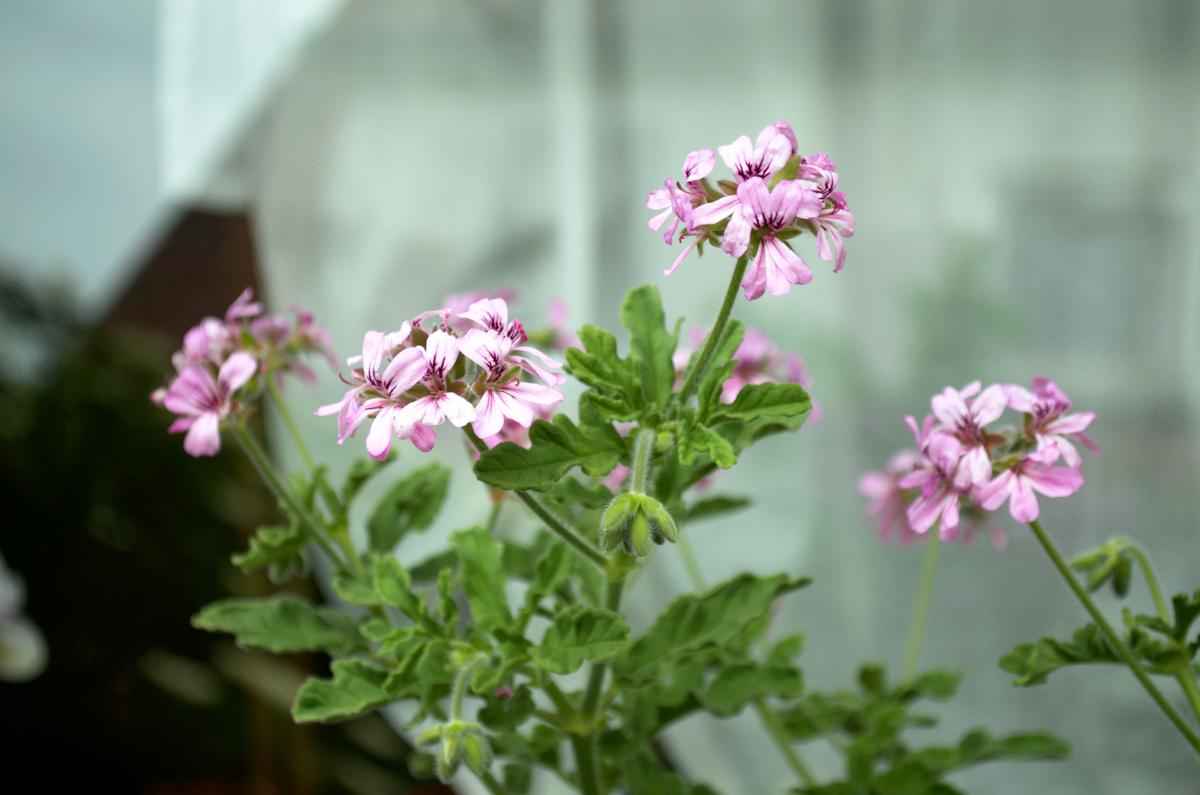 YOKGartenMai16 Rosenduftgeranie