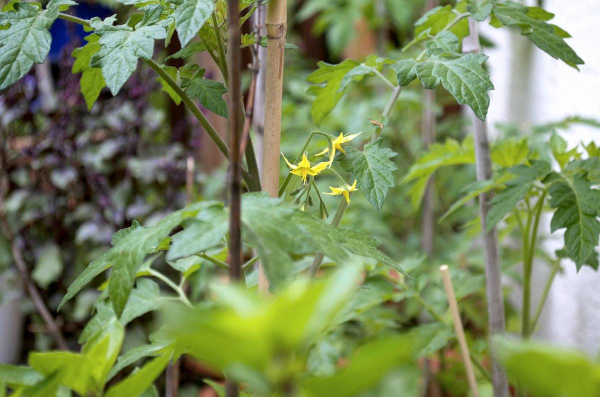 YOKGartenMai16 Tomatenbluete