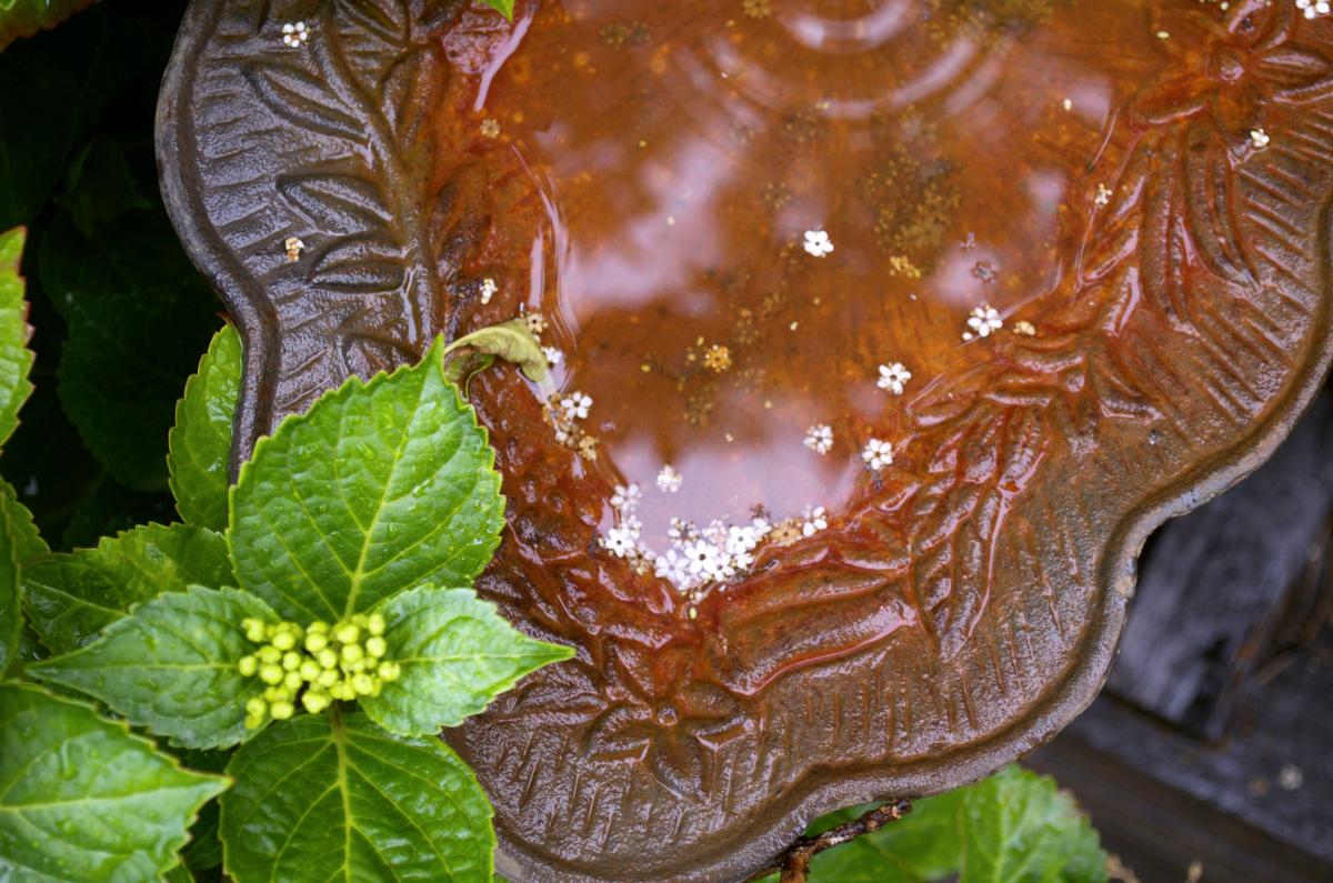 YOKGartenMai16 Vogeltraenke