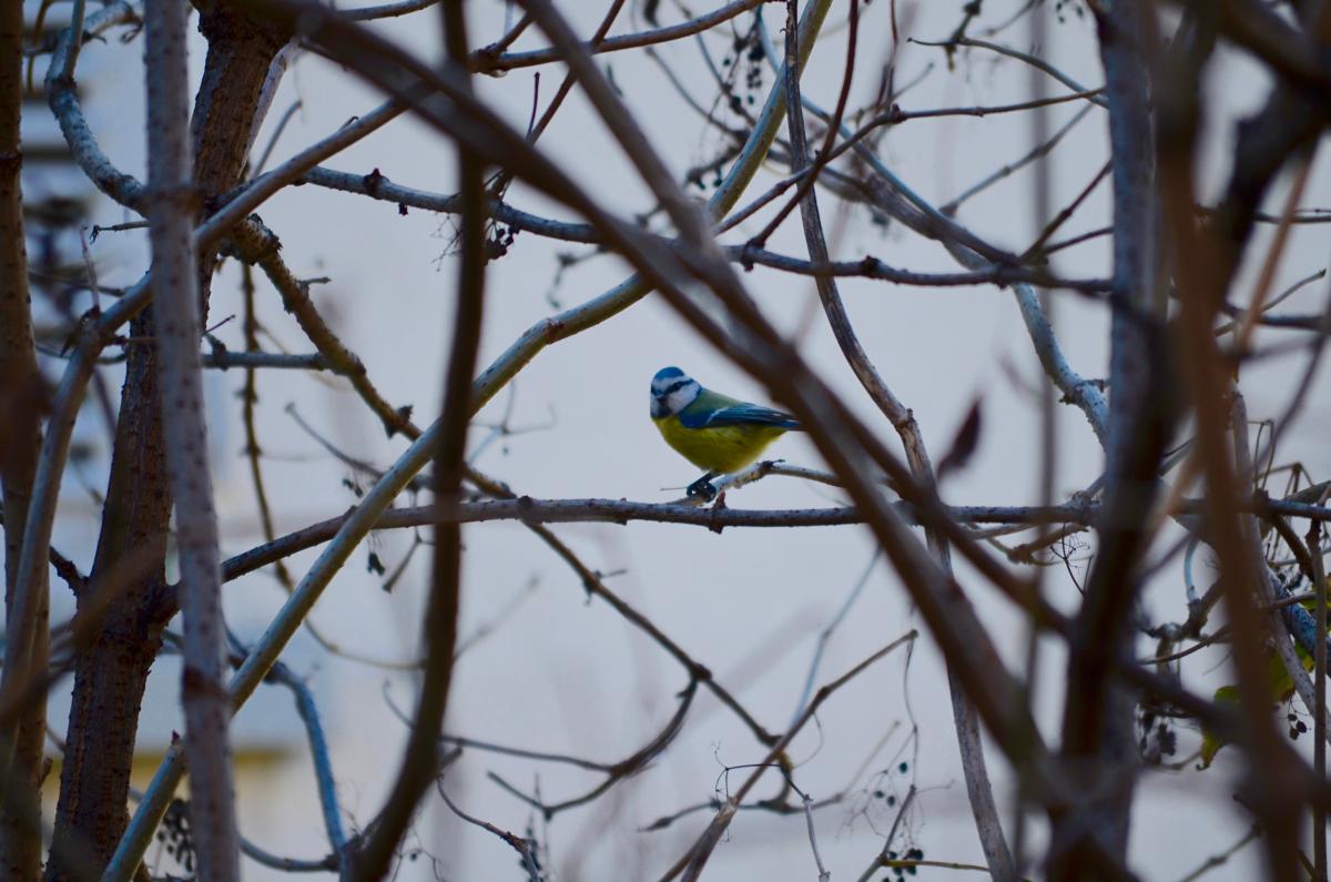 YOKGartenNovember Blaumeise