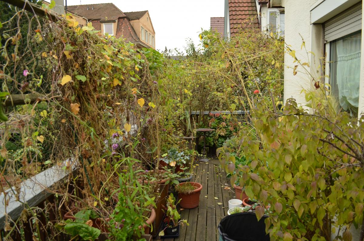 YOKGartenOktober2015