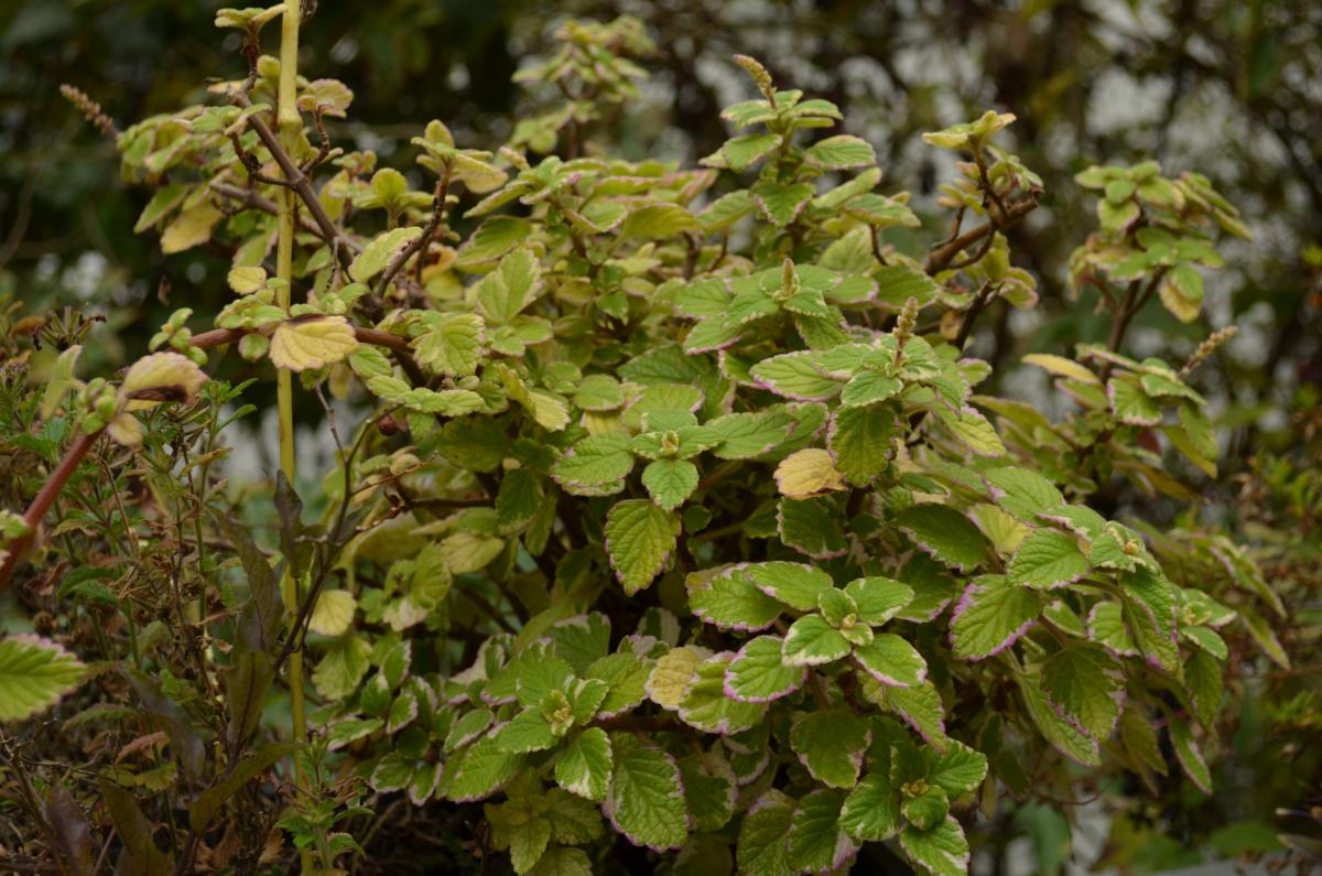 YOKGartenOktoberJasmin