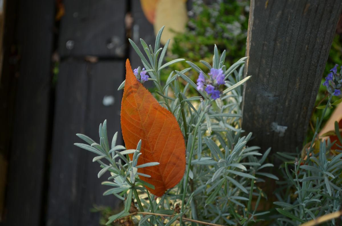 YOKGartenOktoberLavendel