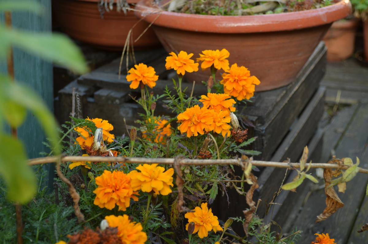 YOKGartenOktoberTagetes