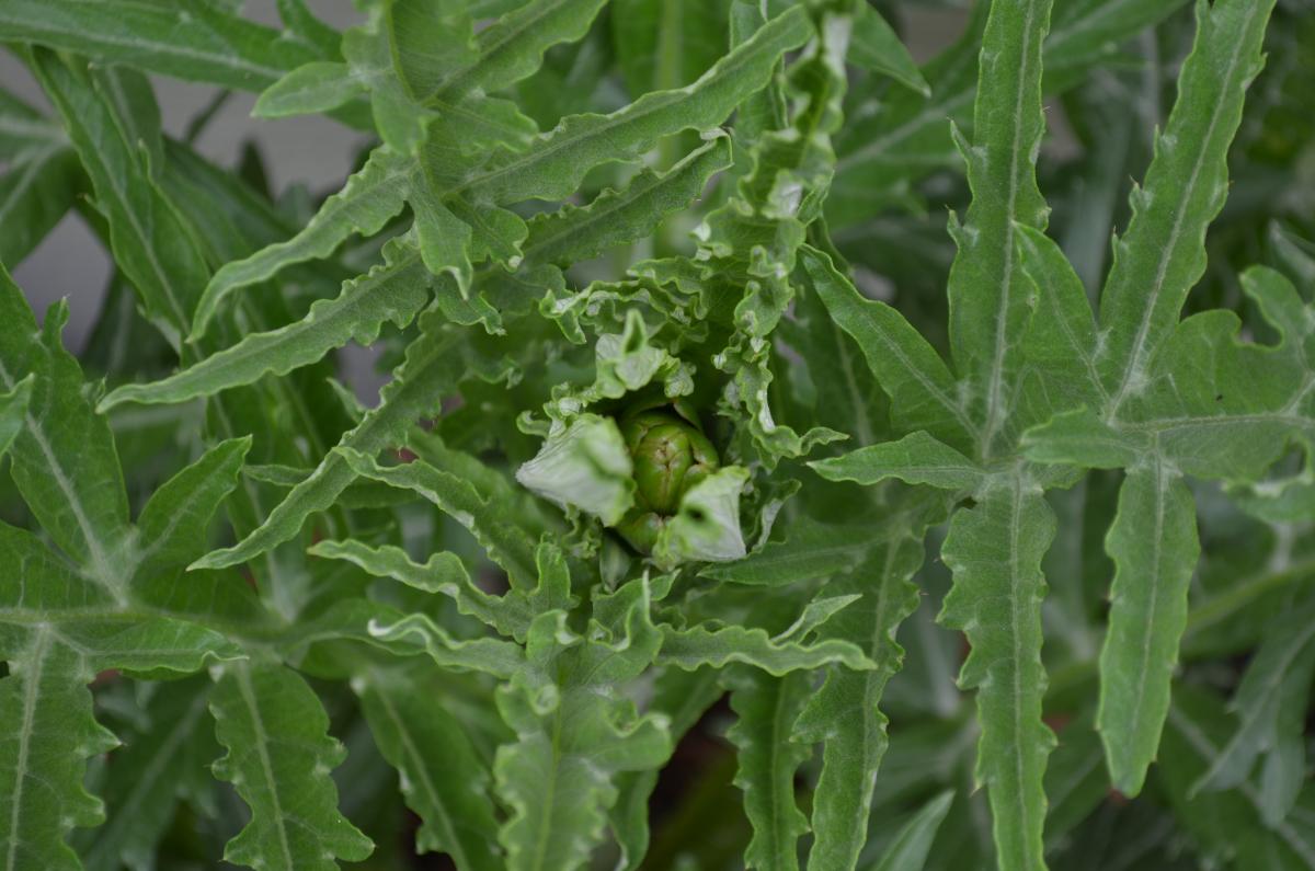 artichoke