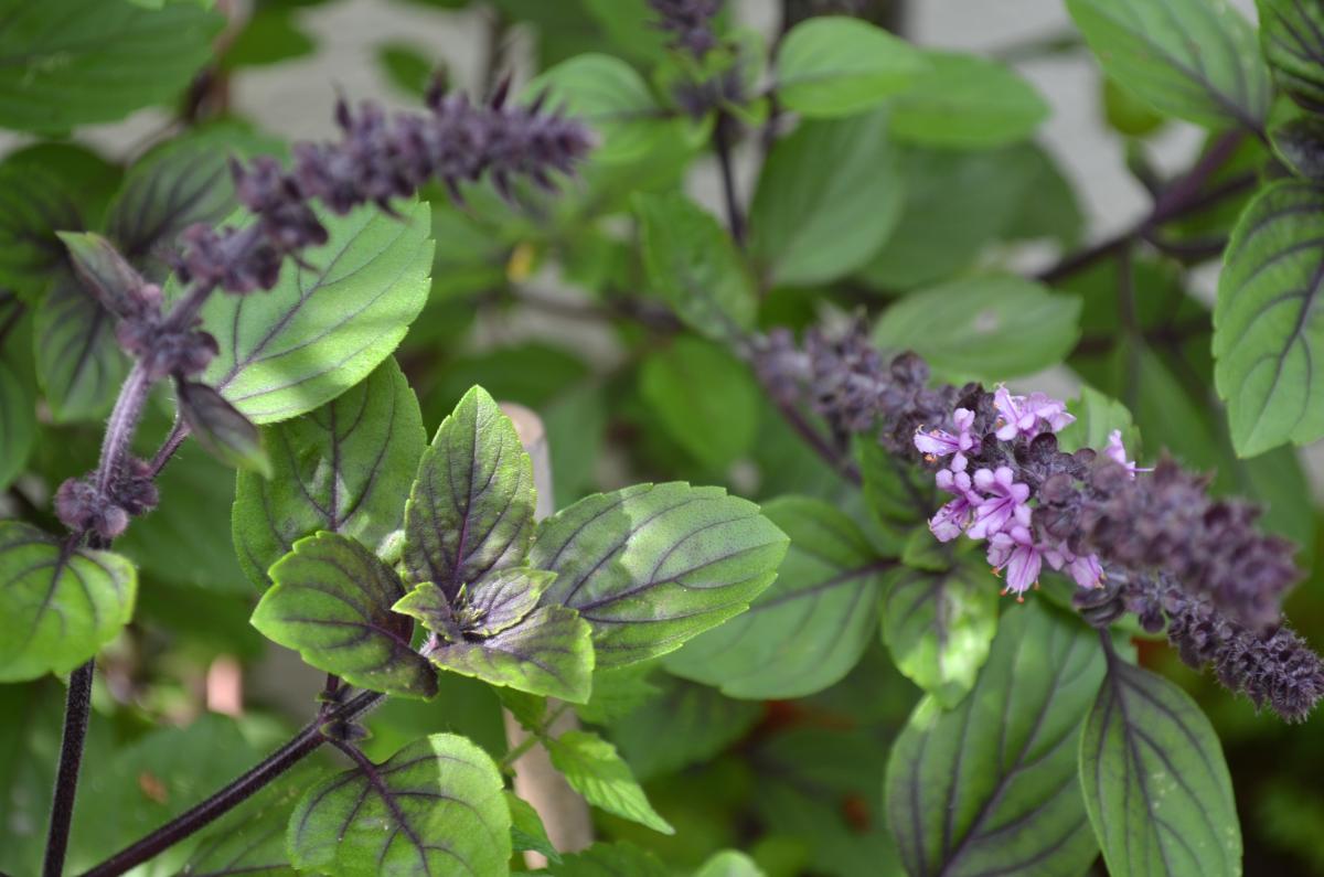 basil