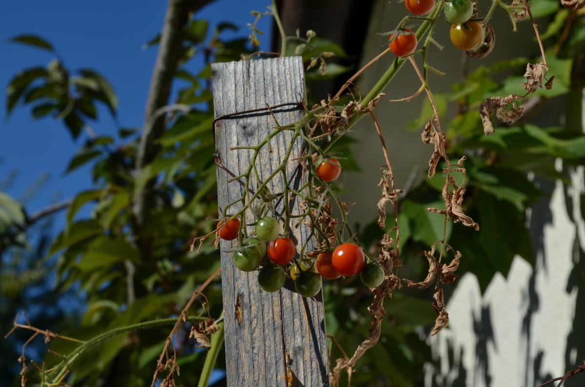 cherry tomatoes