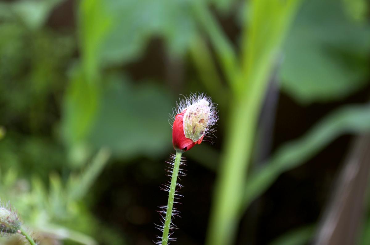 der Mohn waechst