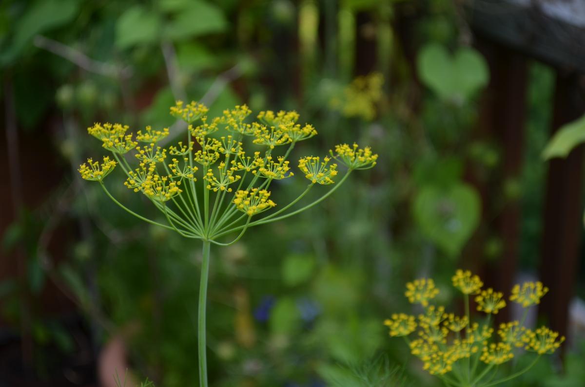 dill