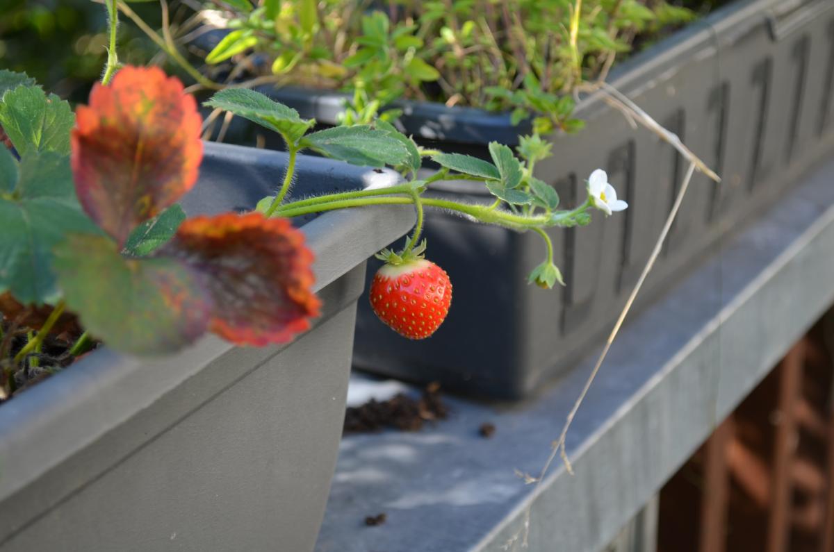erdbeeren im herbst