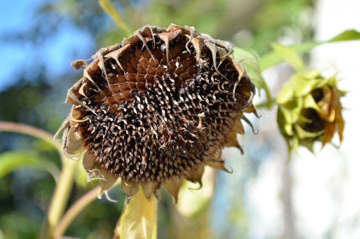 faded sunflower