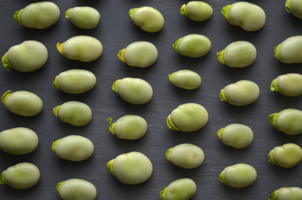 fava beans