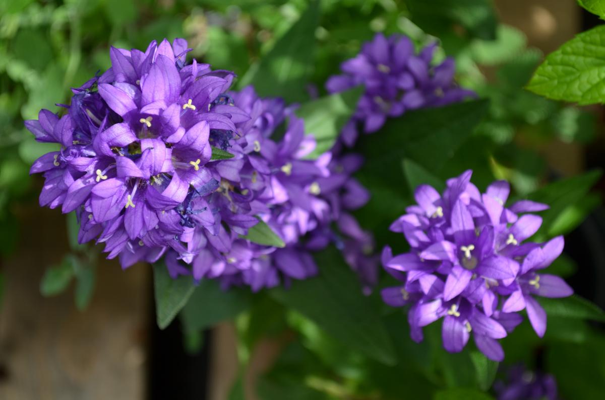 glockenblume
