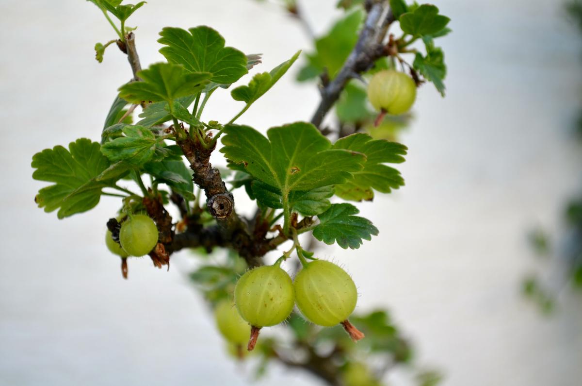 gooseberry