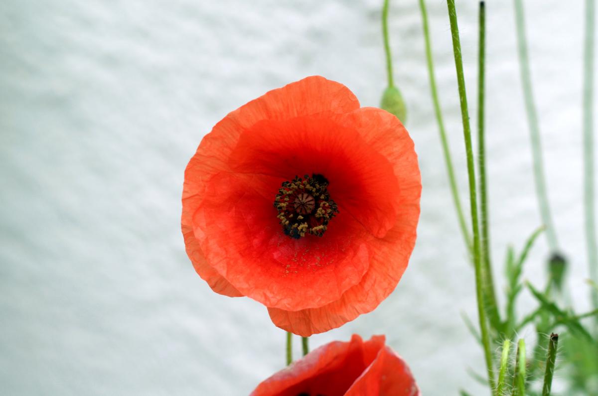 knallrote Bluetenblaetter