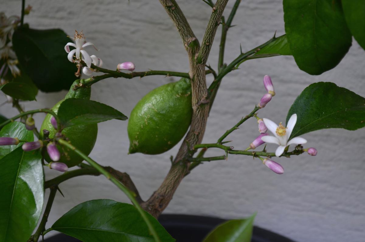 lemon tree