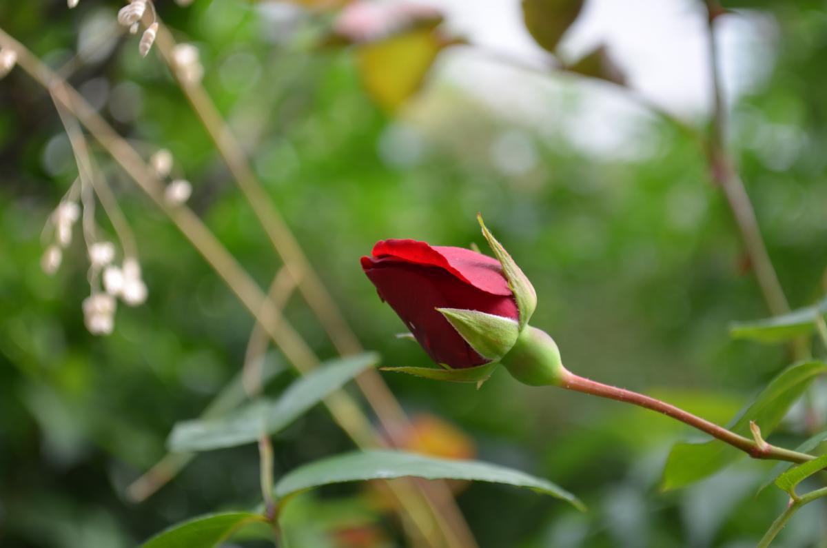 rose