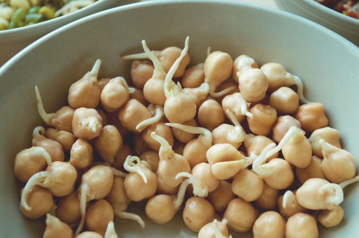 selbstgezogene Sprossen