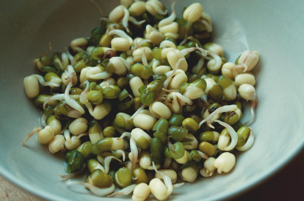 sprossen selbst ziehen