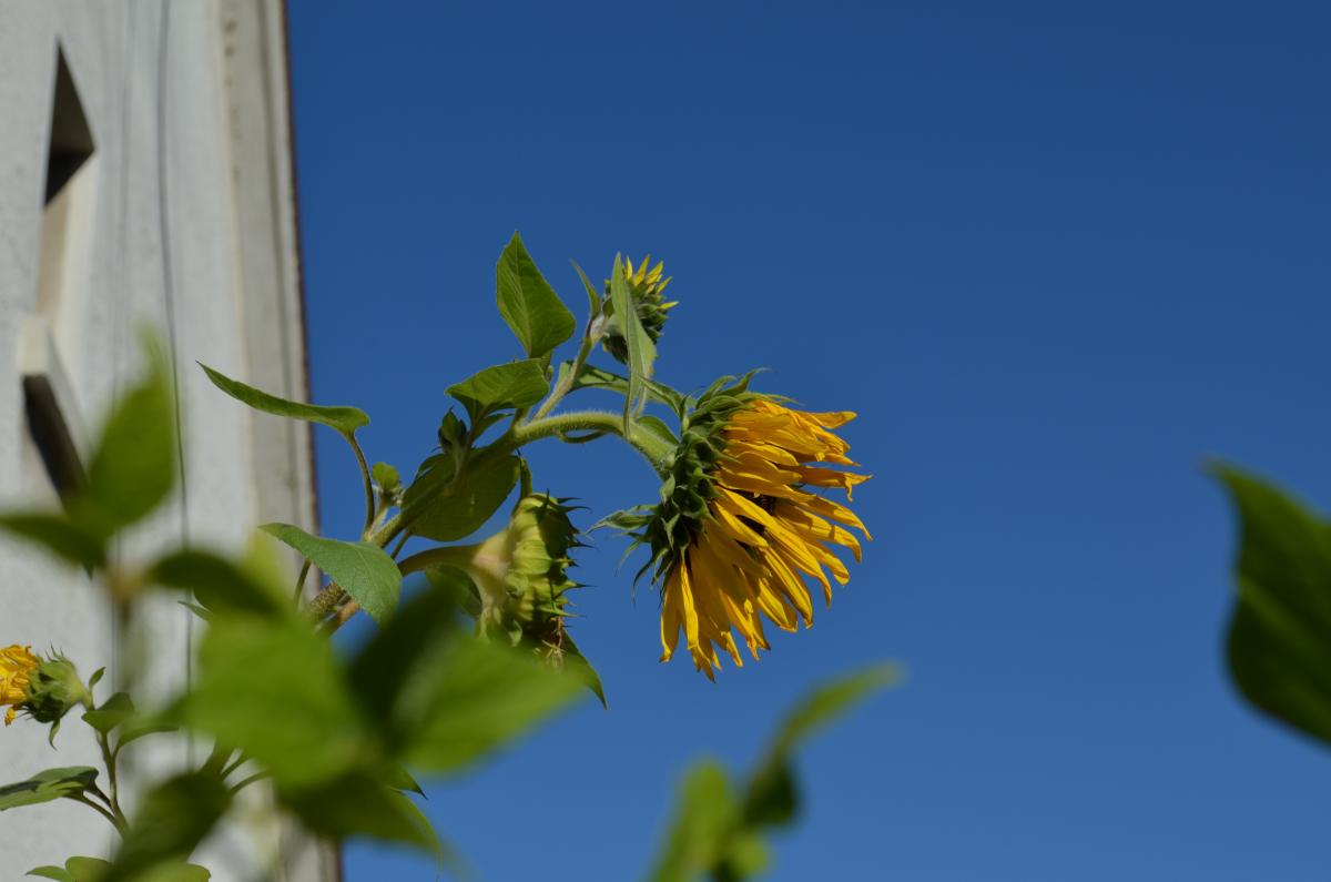 sunflower