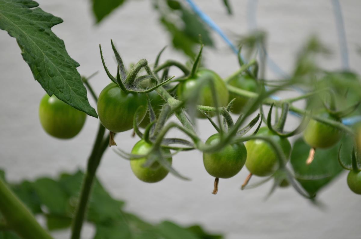 tomato
