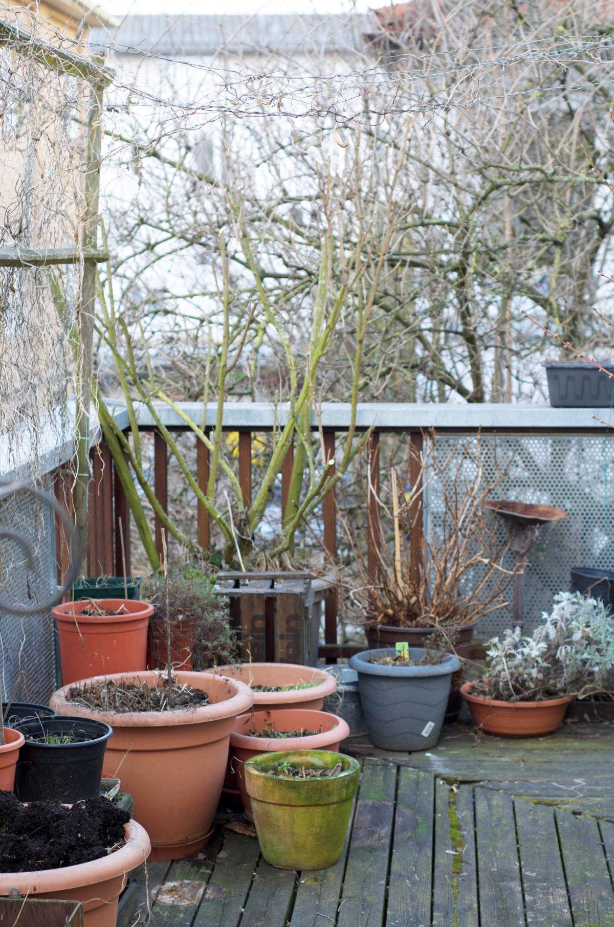 und den Sommerflieder geschnitten