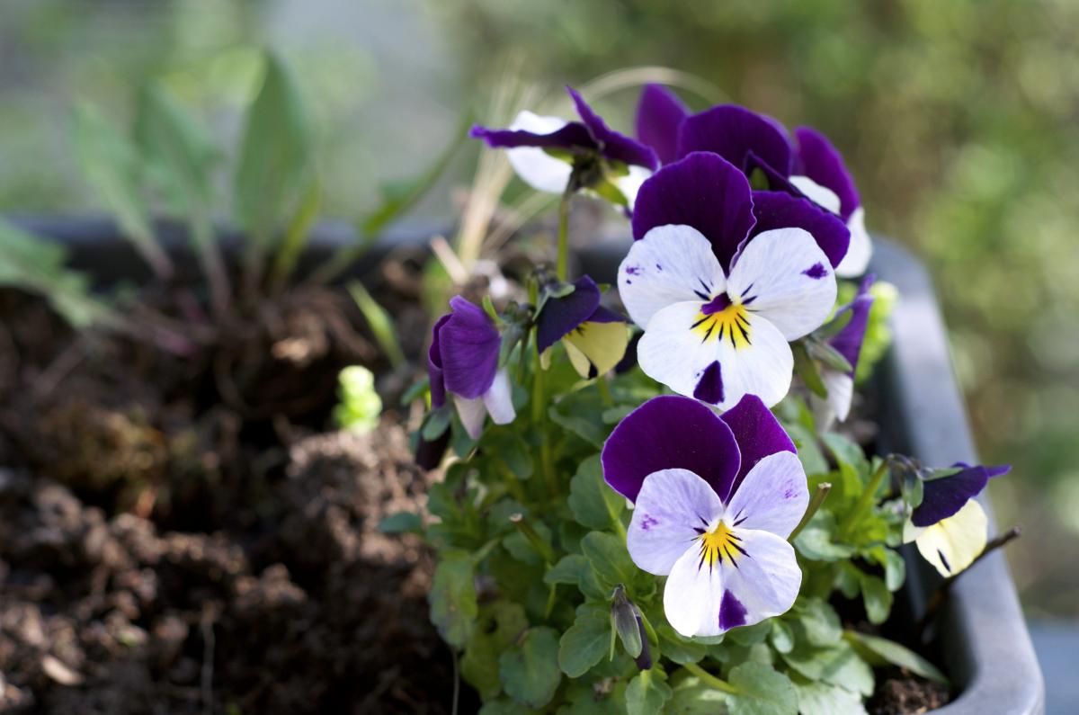 viola cornuta Maerz17