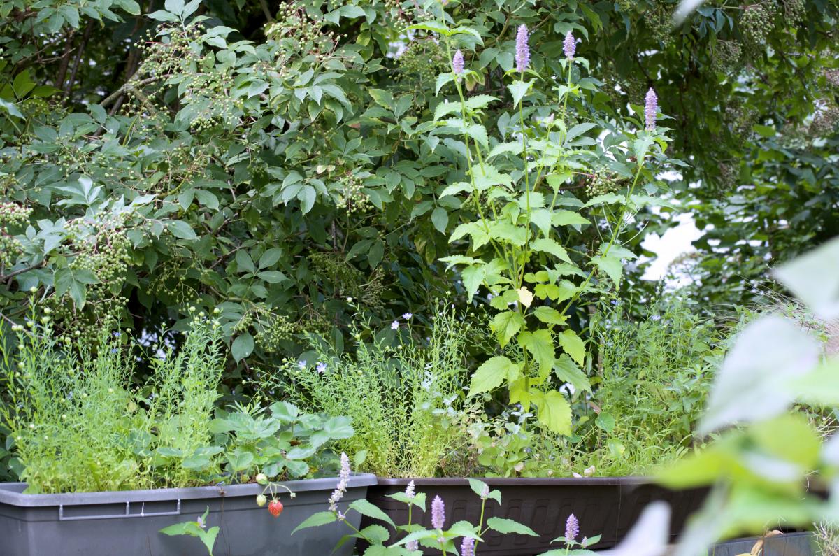 wilde Blumenkaesten an Holunder