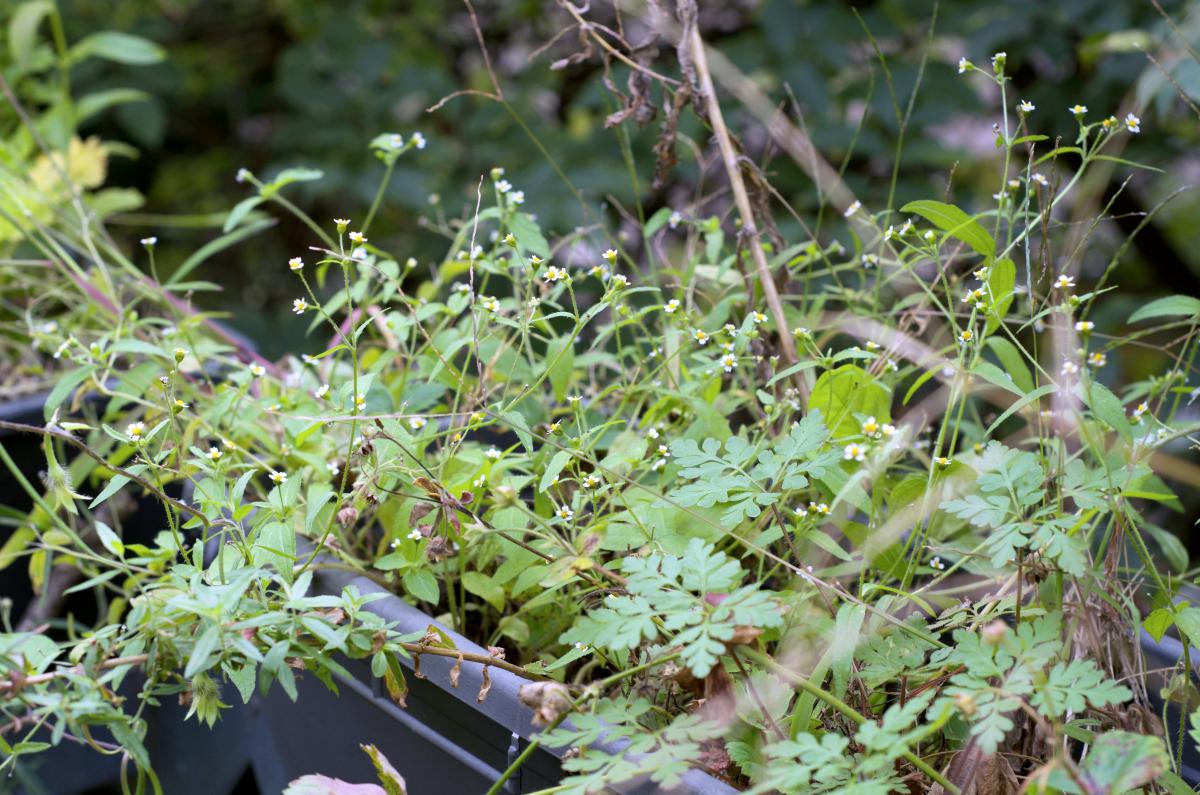 zugewucherte Erdbeeren